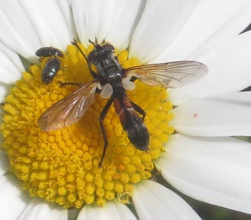 Réf. 260 547 : Cylindromyia sp.